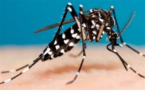 qual é a relação ecológica entre o sapo e a espécie do mosquito que transmite a dengue